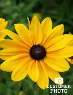 Menu Easy Complete Sun Garden -plant shop 77190 black eyed susan 3