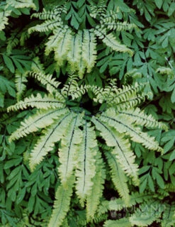 Menu Maidenhair Fern