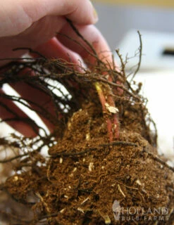 Menu Ostrich Fern -plant shop 77193 ostrich fern 2