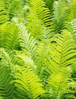 Menu Ostrich Fern -plant shop 77193 ostrich fern