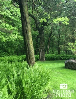 Menu Ostrich Fern -plant shop 77193 ostrich fern 4