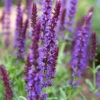 Menu May Night Salvia -plant shop 77194 may night salvia 2 1
