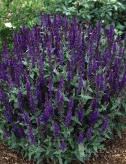 Menu Easy Complete Sun Garden -plant shop 77194 may night salvia 3