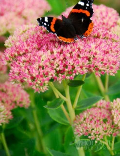 Menu Easy Complete Sun Garden -plant shop 77195 autumn joy sedum 2