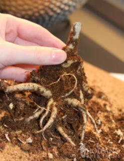 Menu Autumn Joy Sedum -plant shop 77195 autumn joy sedum 3 2