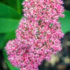 Menu Autumn Joy Sedum -plant shop 77195 autumn joy sedum 4