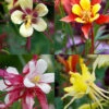 Menu Mixed Aquilegia Or Columbine -plant shop 77196 mixed aquilegia or columbine 1
