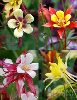 Menu Perennial Butterfly Garden Collection -plant shop 77196 mixed aquilegia or columbine