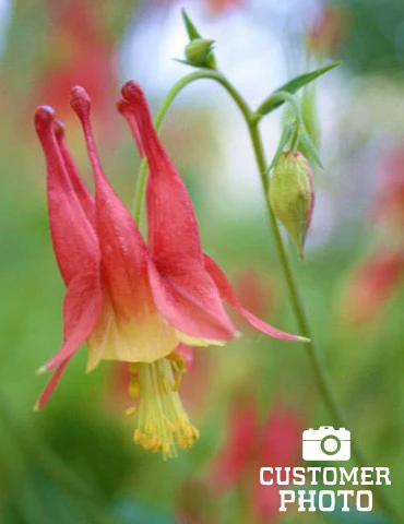 Menu Mixed Aquilegia Or Columbine 5 Menu Mixed Aquilegia Or Columbine - Image 3