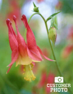 Menu Perennial Butterfly Garden Collection -plant shop 77196 mixed aquilegia or columbine 3