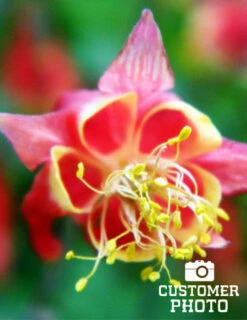 Menu Mixed Aquilegia Or Columbine 14 Menu Mixed Aquilegia Or Columbine -plant shop 77196 mixed aquilegia or columbine 6 1