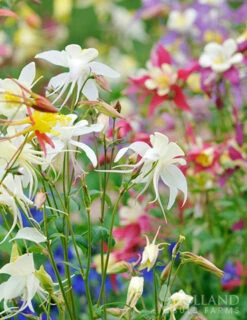 Menu Perennial Butterfly Garden Collection -plant shop 77196 mixed aquilegia or columbine 7