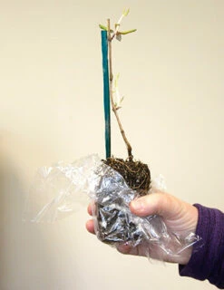 Menu Flamenco Trumpet Vine -plant shop 77205 flamenco trumpet vine 2