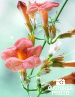 Menu Flamenco Trumpet Vine -plant shop 77205 flamenco trumpet vine 3