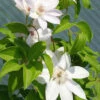 Menu Henryi Clematis 1 Menu Henryi Clematis -plant shop 77221 henryi clematis