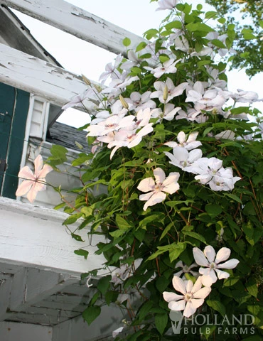 Menu Henryi Clematis 4 Menu Henryi Clematis - Image 2