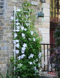 Menu Henryi Clematis 8 Menu Henryi Clematis -plant shop 77221 henryi clematis 3