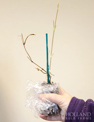 Menu Henryi Clematis 6 Menu Henryi Clematis - Image 4