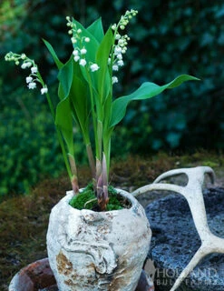 Menu Lily Of The Valley -plant shop 77225 lily of the valley 2