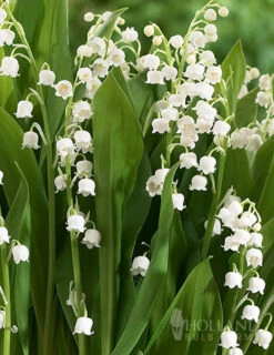 Menu Lily Of The Valley -plant shop 77225 lily of the valley 3