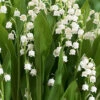Menu Lily Of The Valley -plant shop 77225 lily of the valley 4