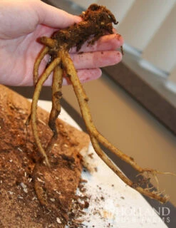 Menu White Bleeding Heart -plant shop 77232 white bleeding heart 2 2