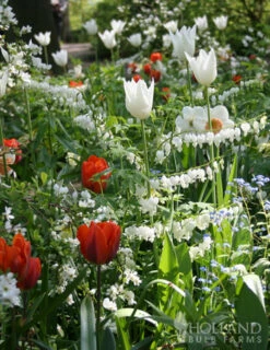 Menu White Bleeding Heart -plant shop 77232 white bleeding heart 3 2