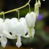 Menu White Bleeding Heart 1 Menu White Bleeding Heart -plant shop 77232 white bleeding heart 4
