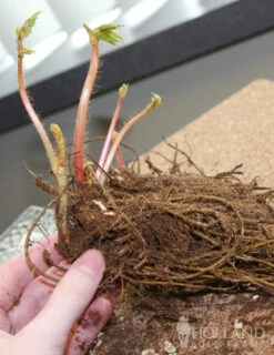 Menu Shady Perennial Mailbox Garden 26 Menu Shady Perennial Mailbox Garden -plant shop 77248 fanal red astilbe 2