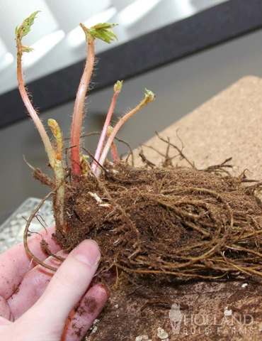 Menu Shady Perennial Mailbox Garden 13 Menu Shady Perennial Mailbox Garden - Image 11