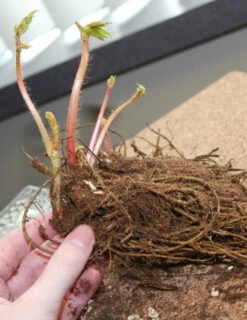 Menu Shady Perennial Mailbox Garden 28 Menu Shady Perennial Mailbox Garden -plant shop 77251 bridal veil astilbe 2