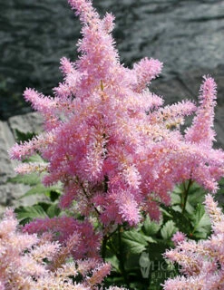 Menu Part Sun Perennial Garden Collection -plant shop 77252 sprite pink astilbe