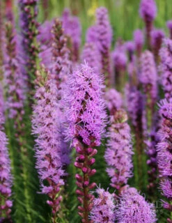Menu Perennial Butterfly Garden Collection -plant shop 77253 liatris