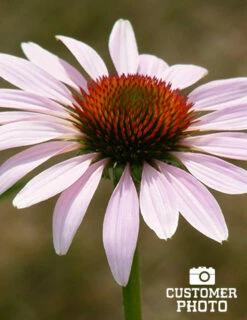 Menu Deer Resistant Sun Garden Collection -plant shop 77255 2018 07 11 purple coneflower joan geraldson 2
