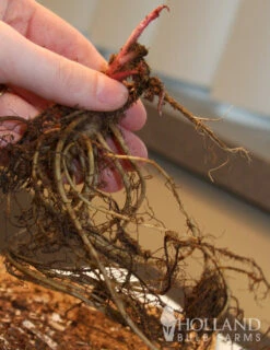 Menu Deer Resistant Sun Garden Collection -plant shop 77255 magnus purple coneflower 2 2