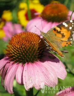 Menu Deer Resistant Sun Garden Collection -plant shop 77255 magnus purple coneflower 3 1