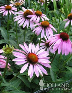 Menu Deer Resistant Sun Garden Collection -plant shop 77255 magnus purple coneflower 4 1