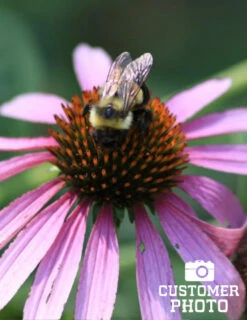 Menu Deer Resistant Sun Garden Collection -plant shop 77255 magnus purple coneflower 5 1