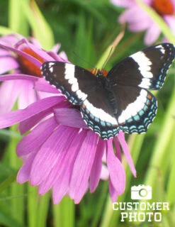 Menu Deer Resistant Sun Garden Collection -plant shop 77255 magnus purple coneflower 6 1