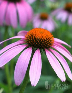 Menu Deer Resistant Sun Garden Collection -plant shop 77255 magnus purple coneflower 6