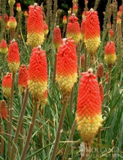 Menu Red Hot Poker - Torch Lily Value Bag -plant shop 77259 red hot poker torch lily 3