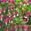 Menu Pink Bleeding Hearts Value Pack -plant shop 77260 pink bleeding hearts value pack