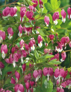 Menu Pink Bleeding Hearts Value Pack