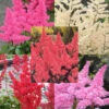 Menu Mixed Astilbe Value Bag -plant shop 77261 mixed astilbe value bag