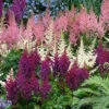 Menu Plum Bouquet Astilbe Mix 2 Menu Plum Bouquet Astilbe Mix -plant shop 77265 astilbe mix plum 2