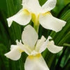 Menu White Swirl Siberian Iris -plant shop 77271 white swirl siberian iris 1