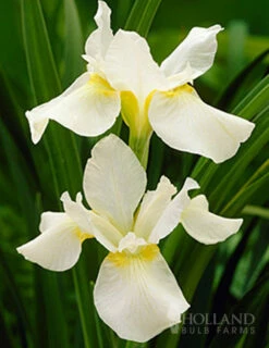 Menu White Swirl Siberian Iris