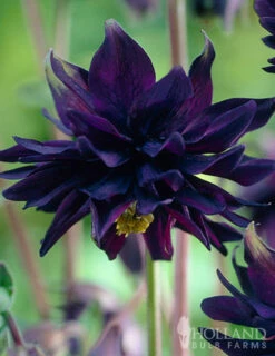 Menu Part Sun Perennial Garden Collection 18 Menu Part Sun Perennial Garden Collection -plant shop 77274 black barlow columbine 2