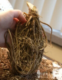 Menu Blue Hosta Collection -plant shop 77275 big daddy hosta 2