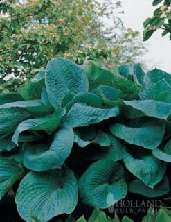 Menu Blue Hosta Collection -plant shop 77275 big daddy hosta